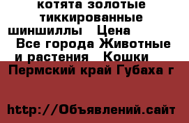 котята золотые тиккированные шиншиллы › Цена ­ 8 000 - Все города Животные и растения » Кошки   . Пермский край,Губаха г.